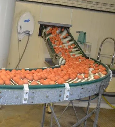 Vente d'œufs en gros à Saint-Hilaire-de-Clisson